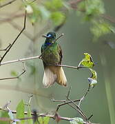 Violet-throated Starfrontlet