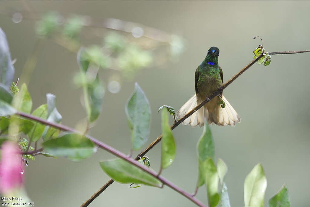 Violet-throated Starfrontlet male adult breeding, pigmentation