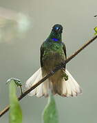 Violet-throated Starfrontlet