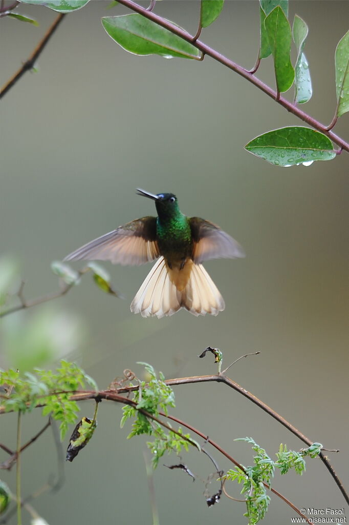 Violet-throated Starfrontlet male adult breeding, pigmentation, Flight