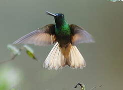 Violet-throated Starfrontlet