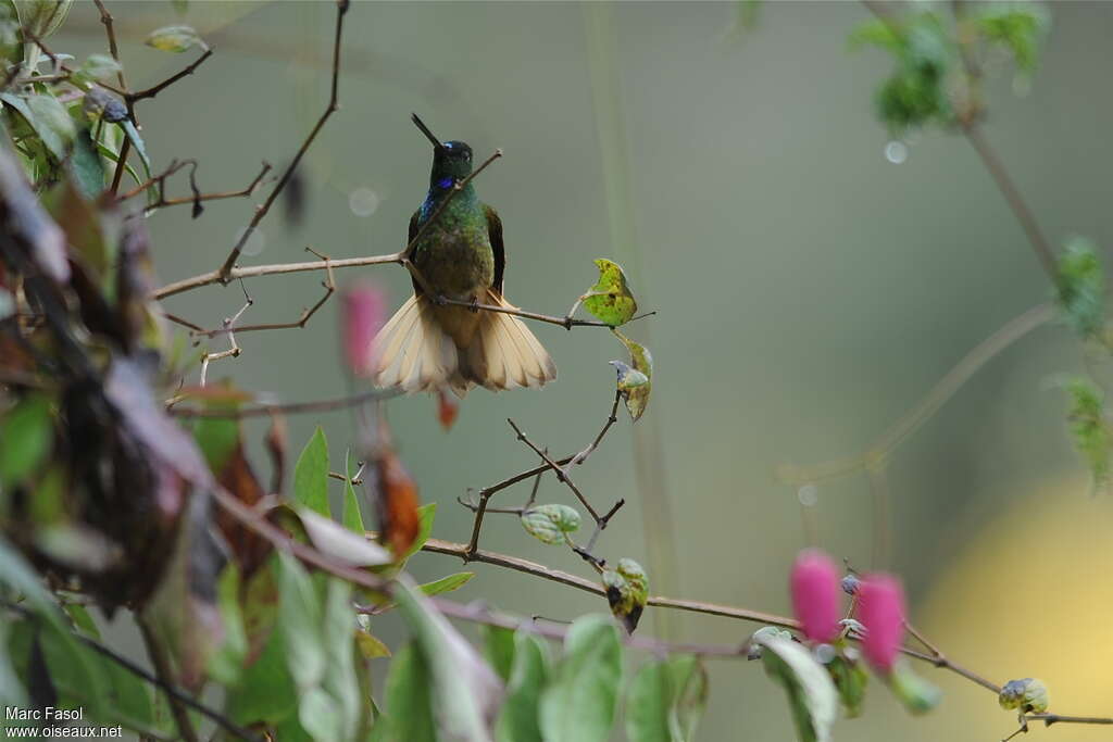 Violet-throated Starfrontlet male adult breeding, habitat, pigmentation