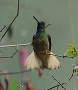 Violet-throated Starfrontlet