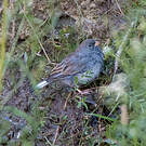 Band-tailed Sierra Finch