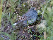 Band-tailed Sierra Finch