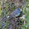 Band-tailed Sierra Finch