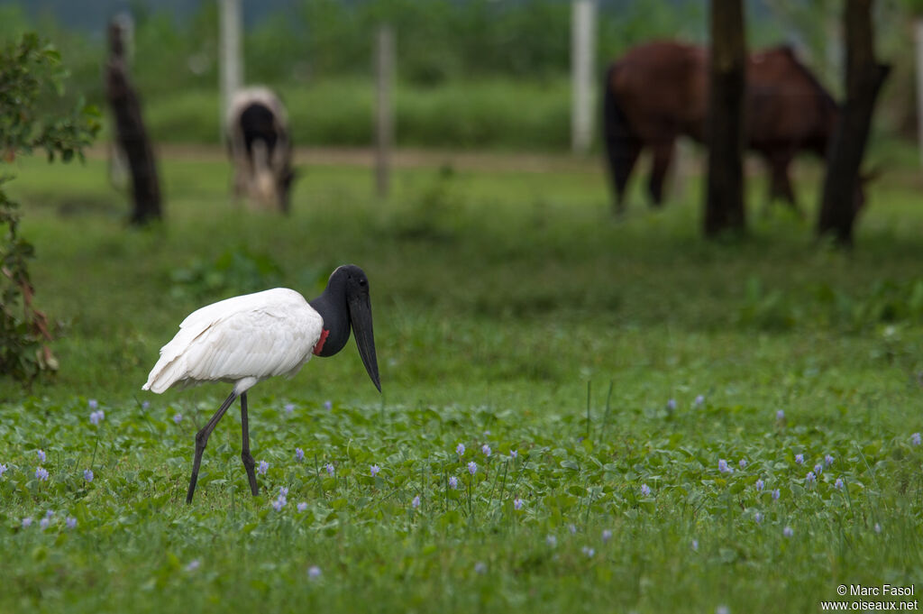 Jabiru d'Amériqueadulte nuptial, pêche/chasse