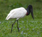 Jabiru d'Amérique