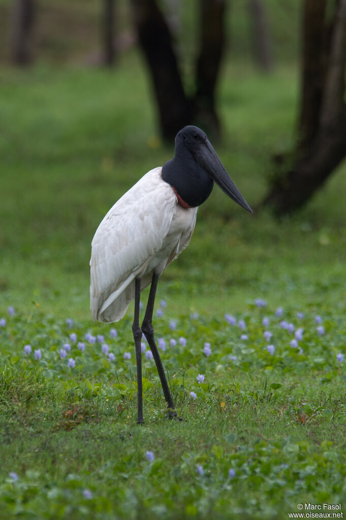 Jabiru d'Amériqueadulte, identification