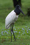 Jabiru d'Amérique