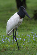 Jabiru d'Amérique