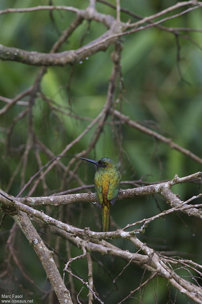 Jacamar à couronne bleueimmature, identification, pigmentation