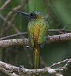 Jacamar à couronne bleue