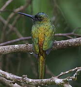 Jacamar à couronne bleue