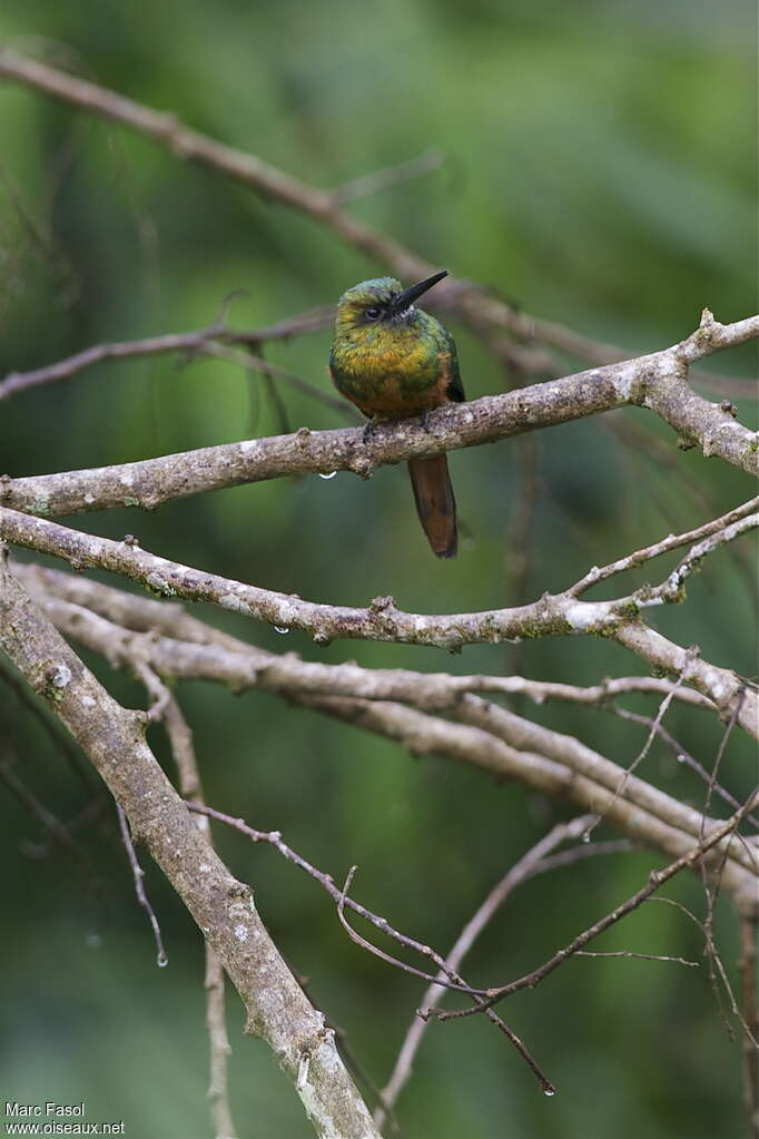 Bluish-fronted Jacamarimmature, identification