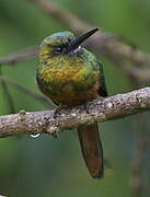 Jacamar à couronne bleue