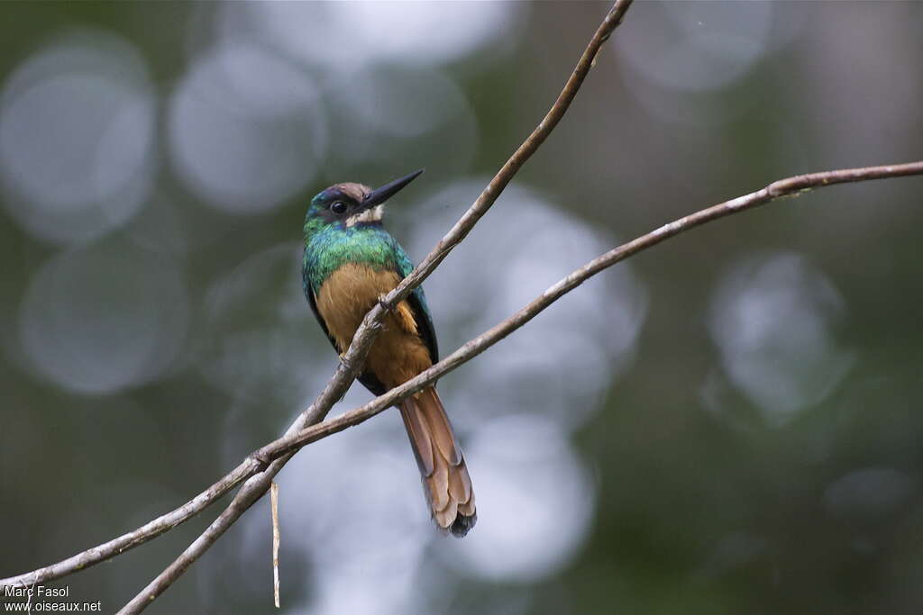 Jacamar à menton blancadulte, identification