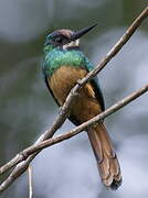 White-chinned Jacamar