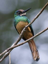 Jacamar à menton blanc