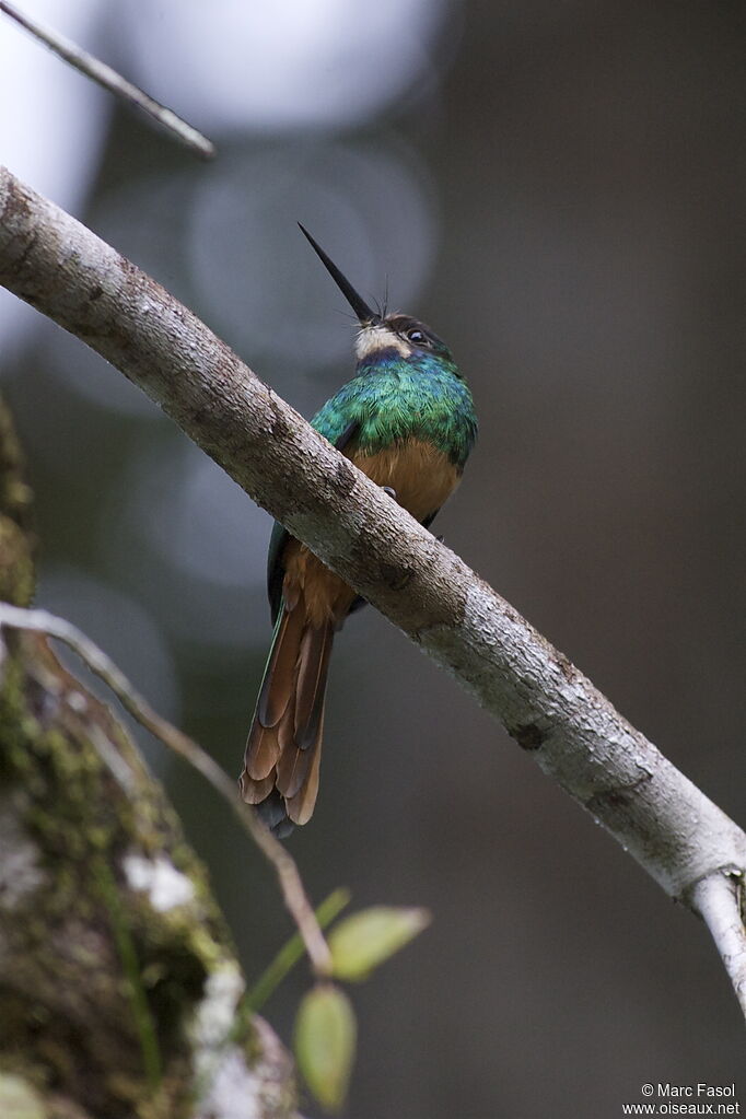 Jacamar à menton blancadulte, identification