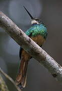 White-chinned Jacamar