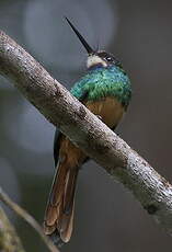 Jacamar à menton blanc