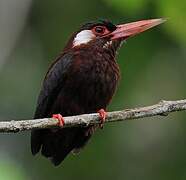 White-eared Jacamar