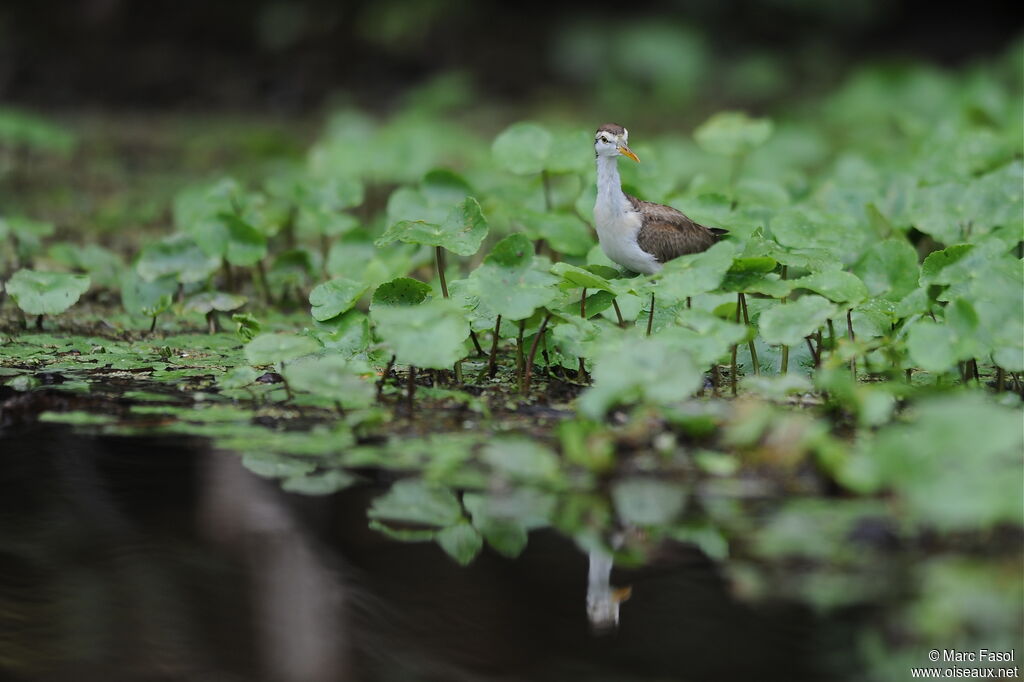 Jacana du Mexiquejuvénile, identification, Comportement