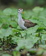 Jacana du Mexique