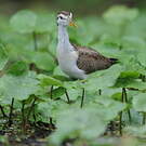 Jacana du Mexique