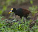 Jacana du Mexique