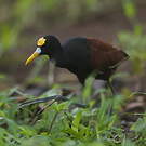 Jacana du Mexique