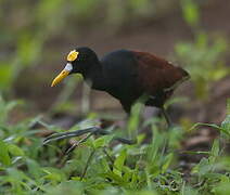 Northern Jacana