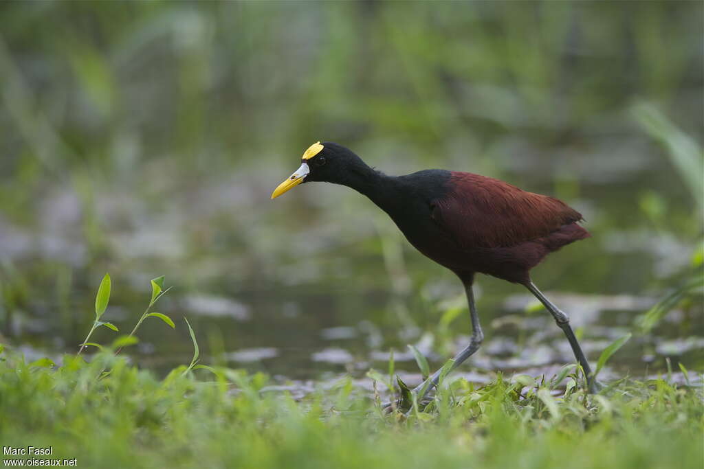 Jacana du Mexiqueadulte, marche