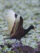 Wattled Jacana