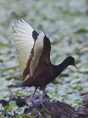 Jacana noir