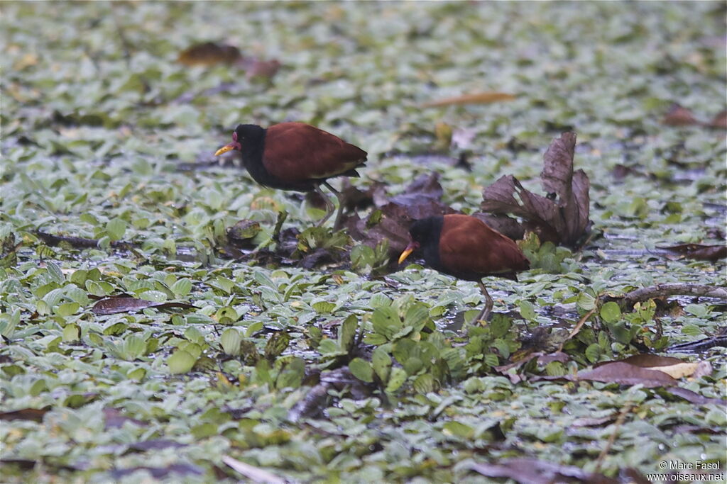 Wattled Jacana adult, identification, Behaviour