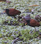 Wattled Jacana