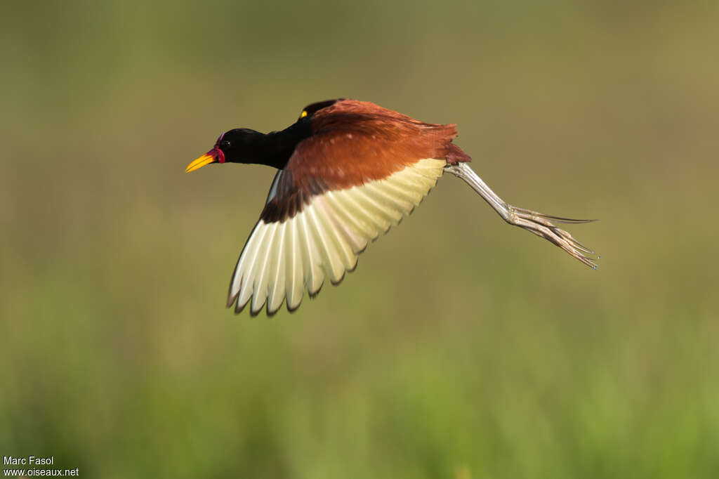 Jacana noiradulte, Vol