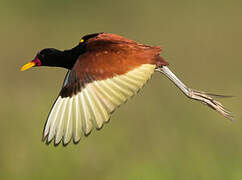 Wattled Jacana