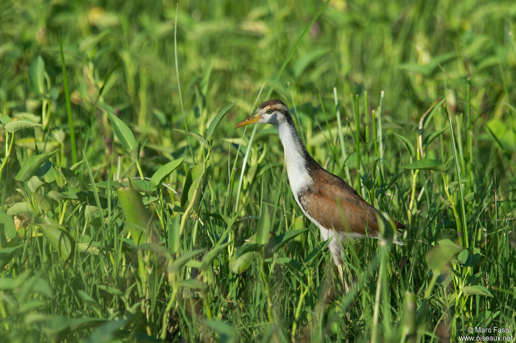 Wattled Jacanaimmature, identification