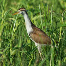 Jacana noir