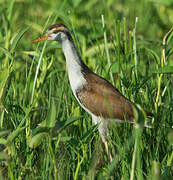 Wattled Jacana