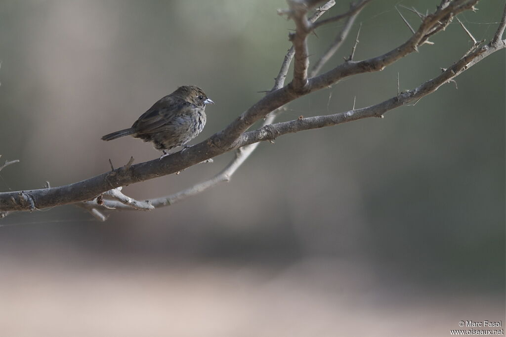 Blue-black Grassquit male immature, identification