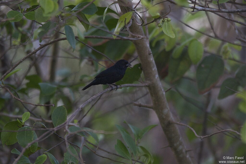 Blue-black Grassquit male adult, identification