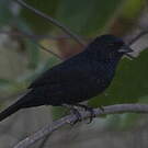 Jacarini noir
