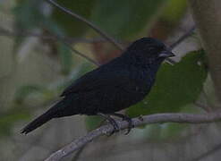 Blue-black Grassquit