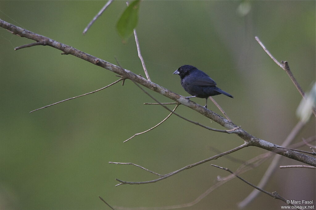 Blue-black Grassquit male adult, identification