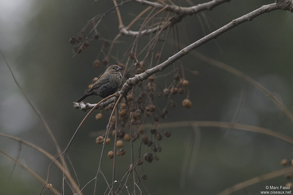 Blue-black Grassquit male immature, identification