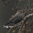 Jacarini noir